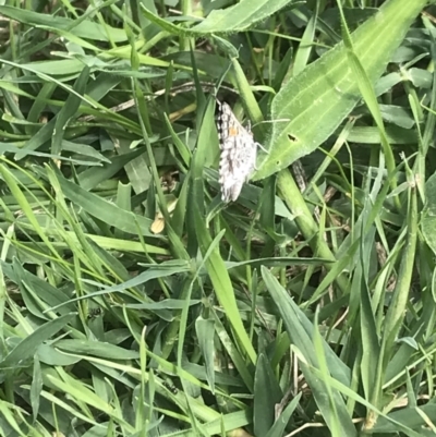 Lucia limbaria (Chequered Copper) at Molonglo Valley, ACT - 10 Mar 2022 by AlisonP