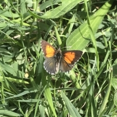 Lucia limbaria at Molonglo Valley, ACT - 10 Mar 2022