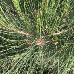 Casuarina cunninghamiana subsp. cunninghamiana (River She-Oak, River Oak) at Lake Ginninderra - 9 Mar 2022 by Denise