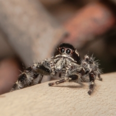 Sandalodes superbus (Ludicra Jumping Spider) at Red Hill, ACT - 10 Mar 2022 by Roger