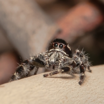 Sandalodes superbus (Ludicra Jumping Spider) at Red Hill, ACT - 10 Mar 2022 by Roger
