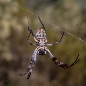 Trichonephila edulis at Red Hill, ACT - 10 Mar 2022