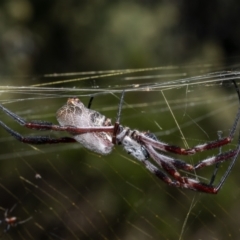 Trichonephila edulis at Red Hill, ACT - 10 Mar 2022