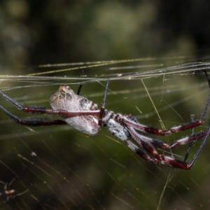 Trichonephila edulis at Red Hill, ACT - 10 Mar 2022