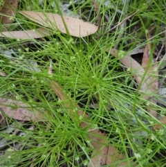 Isolepis sp. (Club-rush) at Mongarlowe, NSW - 16 Jan 2022 by MelitaMilner