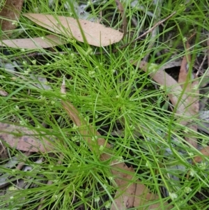 Isolepis sp. at Mongarlowe, NSW - 16 Jan 2022 02:53 PM