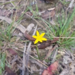 Hypoxis hygrometrica var. hygrometrica (Golden Weather-grass) at Mongarlowe, NSW - 16 Jan 2022 by MelitaMilner