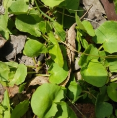 Centella asiatica (Pennywort, Centella, Indian Pennywort) at Mongarlowe River - 16 Jan 2022 by MelitaMilner
