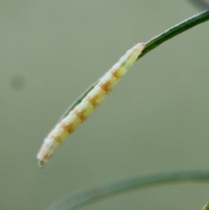 Lepidoptera unclassified IMMATURE moth at Hughes, ACT - 10 Mar 2022