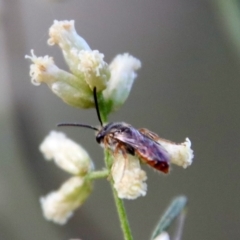 Lasioglossum (Homalictus) punctatus (A halictid bee) at Hughes, ACT - 10 Mar 2022 by LisaH