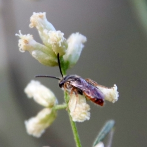 Lasioglossum (Homalictus) punctatum at Hughes, ACT - 10 Mar 2022