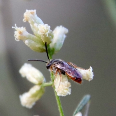 Lasioglossum (Homalictus) punctatus (A halictid bee) at Hughes, ACT - 10 Mar 2022 by LisaH