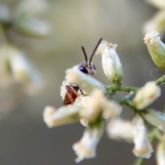 Lasioglossum (Homalictus) punctatus at Hughes, ACT - 10 Mar 2022