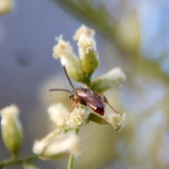 Lasioglossum (Homalictus) punctatus at Hughes, ACT - 10 Mar 2022