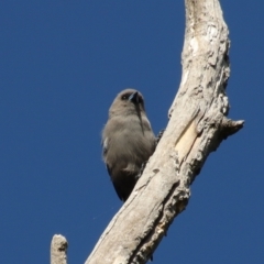 Artamus cyanopterus cyanopterus (Dusky Woodswallow) at Curtin, ACT - 10 Mar 2022 by LisaH