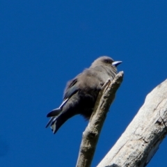 Artamus cyanopterus at Curtin, ACT - 10 Mar 2022