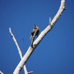 Artamus cyanopterus at Curtin, ACT - 10 Mar 2022