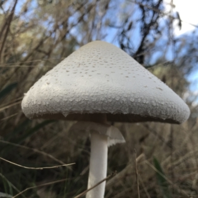 Macrolepiota dolichaula (Macrolepiota dolichaula) at Mount Ainslie - 10 Mar 2022 by Pirom