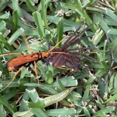 Cryptocheilus sp. (genus) (Spider wasp) at Kings Park, NSW - 10 Mar 2022 by APGilk