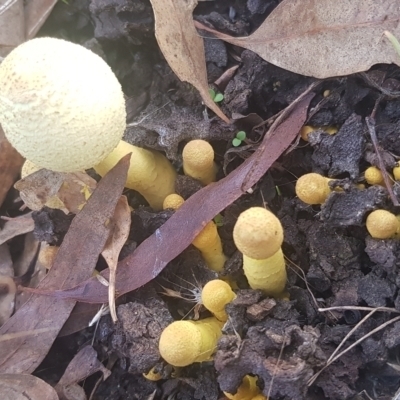 Lepiota s.l. at Watson, ACT - 4 Mar 2022 by MPW