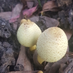 Lepiota s.l. at Watson, ACT - 4 Mar 2022