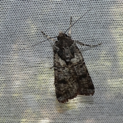 Agrotis porphyricollis (Variable Cutworm) at McKellar, ACT - 10 Mar 2022 by Amata