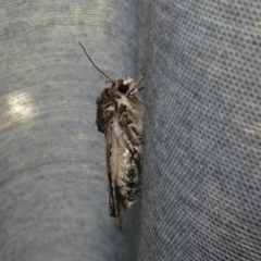 Agrotis porphyricollis at McKellar, ACT - 10 Mar 2022