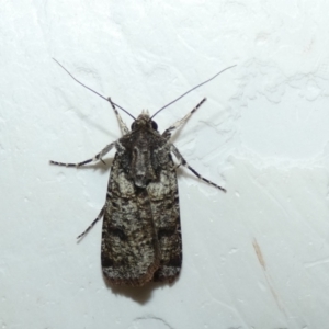 Agrotis porphyricollis at McKellar, ACT - 10 Mar 2022