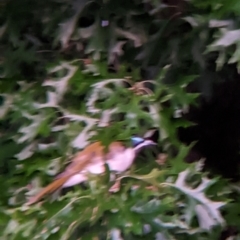 Entomyzon cyanotis (Blue-faced Honeyeater) at East Albury, NSW - 10 Mar 2022 by Darcy