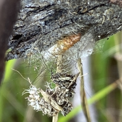 Arctiinae (subfamily) (A Tiger Moth or Woolly Bear) at Macarthur, ACT - 8 Mar 2022 by RAllen