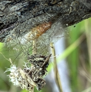 Arctiinae (subfamily) at Macarthur, ACT - suppressed