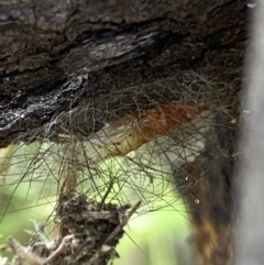 Arctiinae (subfamily) at Macarthur, ACT - suppressed