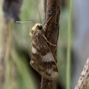 Anestia (genus) at Macarthur, ACT - 6 Mar 2022