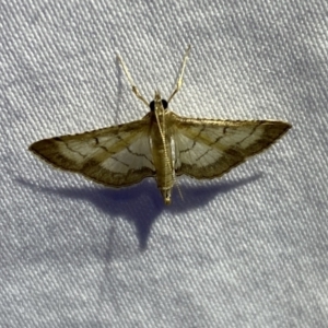 Cnaphalocrocis poeyalis at Jerrabomberra, NSW - 10 Mar 2022