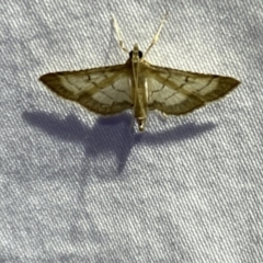 Cnaphalocrocis poeyalis at Jerrabomberra, NSW - 10 Mar 2022