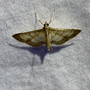 Cnaphalocrocis poeyalis at Jerrabomberra, NSW - 10 Mar 2022