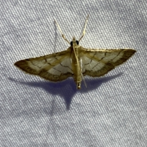 Cnaphalocrocis poeyalis at Jerrabomberra, NSW - 10 Mar 2022