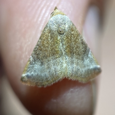 Mataeomera mesotaenia (Large Scale Moth) at Jerrabomberra, NSW - 10 Mar 2022 by SteveBorkowskis