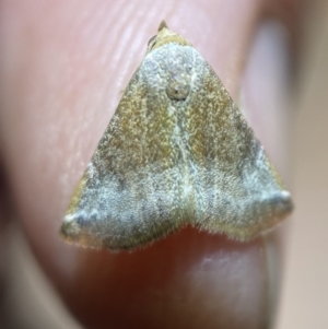 Mataeomera mesotaenia at Jerrabomberra, NSW - 10 Mar 2022