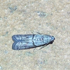 Cryptoblabes euraphella (Cryptoblabes euraphella) at Jerrabomberra, NSW - 10 Mar 2022 by SteveBorkowskis