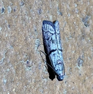 Cryptoblabes euraphella at Jerrabomberra, NSW - suppressed