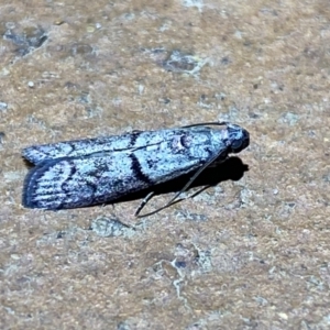 Cryptoblabes euraphella at Jerrabomberra, NSW - suppressed