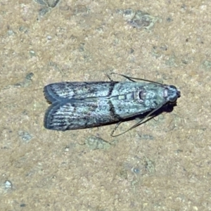 Cryptoblabes euraphella at Jerrabomberra, NSW - suppressed