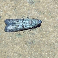 Cryptoblabes euraphella at Jerrabomberra, NSW - suppressed