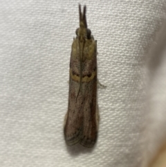 Etiella behrii (Lucerne Seed Web Moth) at Jerrabomberra, NSW - 10 Mar 2022 by Steve_Bok