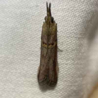 Etiella behrii (Lucerne Seed Web Moth) at Jerrabomberra, NSW - 10 Mar 2022 by SteveBorkowskis