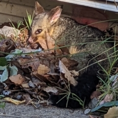 Trichosurus vulpecula (Common Brushtail Possum) at Watson, ACT - 10 Mar 2022 by AniseStar