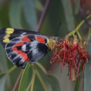 Delias harpalyce at Gundaroo, NSW - 10 Mar 2022