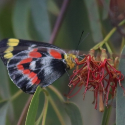 Delias harpalyce (Imperial Jezebel) at Gundaroo, NSW - 10 Mar 2022 by Gunyijan