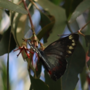 Delias harpalyce at Gundaroo, NSW - 10 Mar 2022